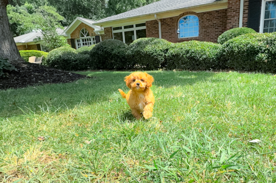 Cute Cavapoo Baby