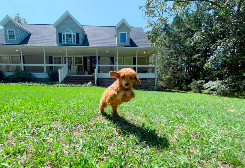 Best Cavapoo Baby