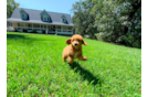Cute Cavalier King Charles Spaniel and Poodle Mix Poodle Mix Puppy