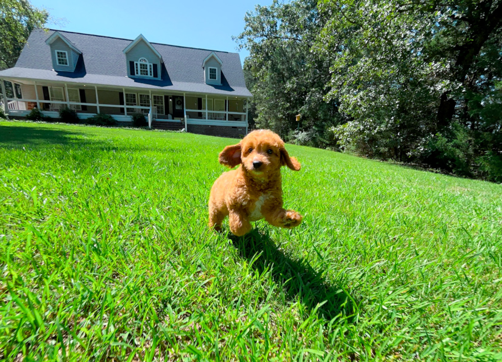 Cute Cavalier King Charles Spaniel and Poodle Mix Poodle Mix Puppy