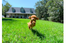 Cavapoo Puppy for Adoption