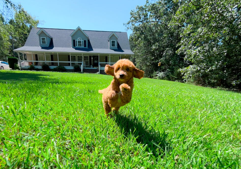 Cavapoo Puppy for Adoption