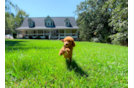 Cavapoo Puppy for Adoption