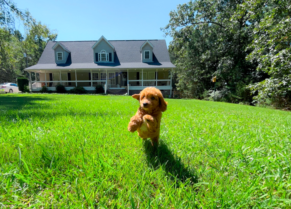 Cavapoo Puppy for Adoption