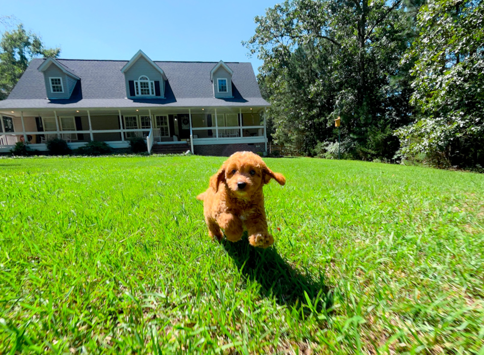 Cavapoo Pup Being Cute