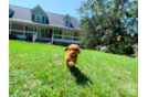 Best Cavapoo Baby