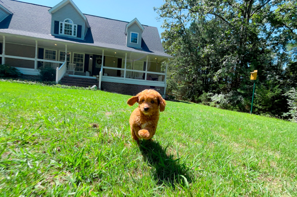 9 week old Cavapoo Puppy For Sale - Simply Southern Pups