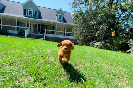 Best Cavapoo Baby