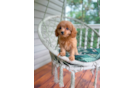 Cavapoo Pup Being Cute