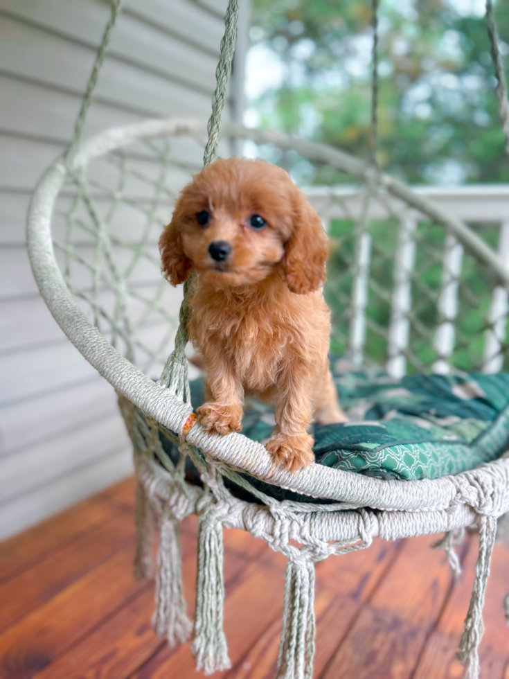 Cavapoo Pup Being Cute