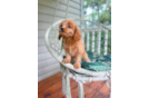 Cavapoo Pup Being Cute