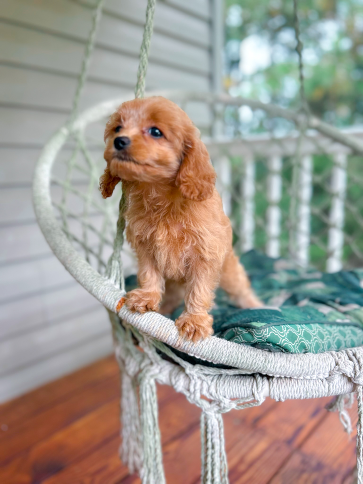 Cavapoo Pup Being Cute