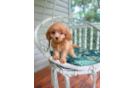 Cute Cavalier King Charles Spaniel and Poodle Mix Poodle Mix Puppy