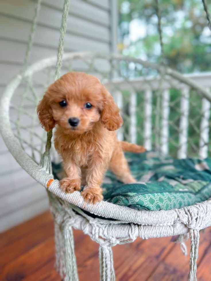 Cute Cavalier King Charles Spaniel and Poodle Mix Poodle Mix Puppy