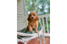 Cute Cavapoo Poodle Mix Pup