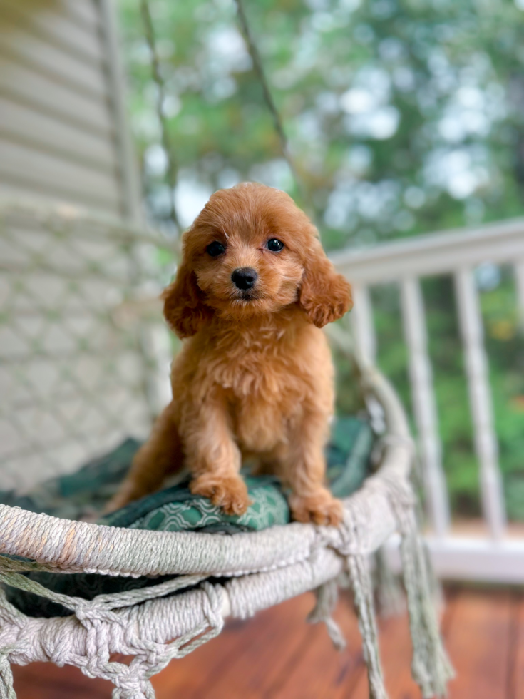 Cute Cavapoo Poodle Mix Pup