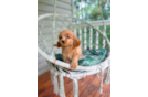 Best Cavapoo Baby