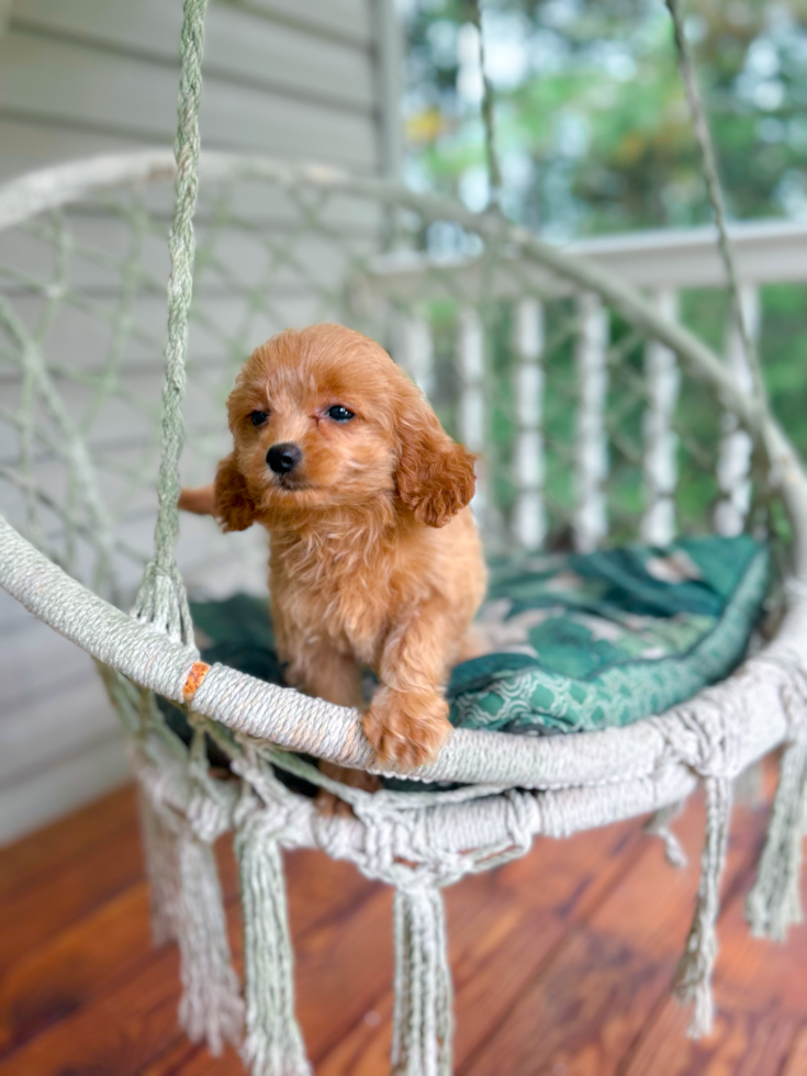 Best Cavapoo Baby