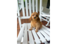 Cute Cavapoo Poodle Mix Pup