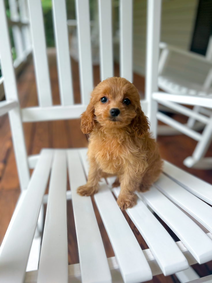 Cute Cavapoo Poodle Mix Pup