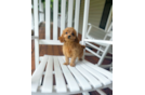 Cavapoo Puppy for Adoption