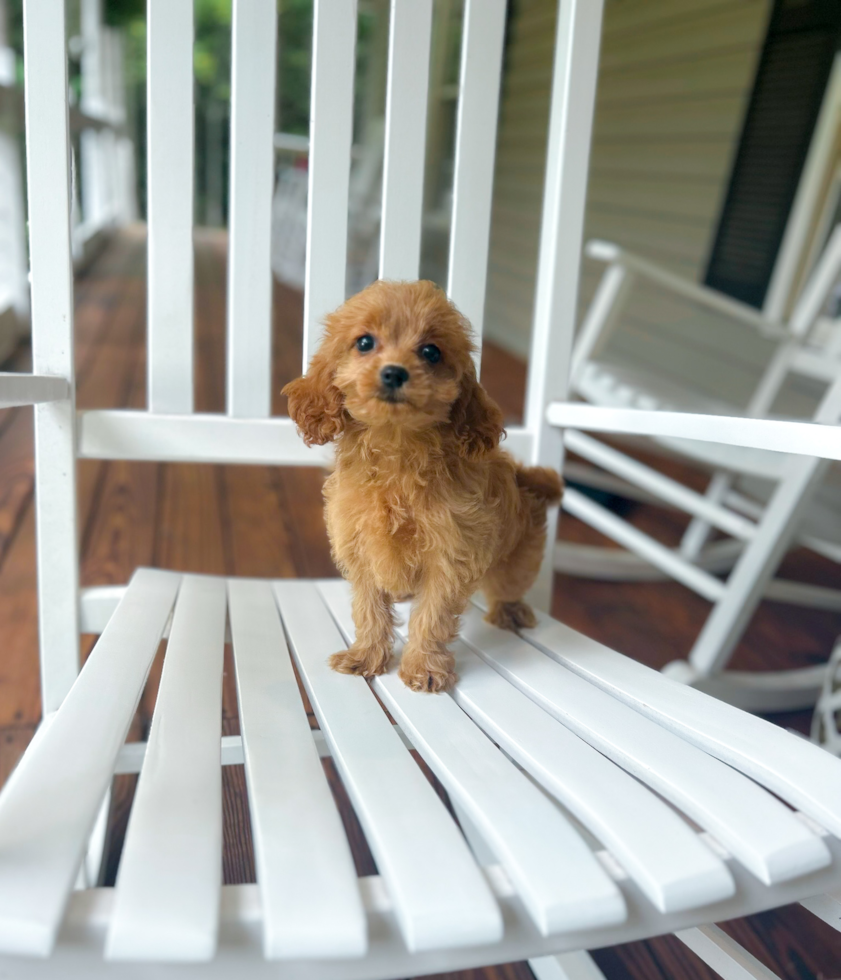 Cavapoo Puppy for Adoption