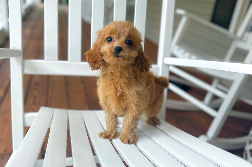 9 week old Cavapoo Puppy For Sale - Simply Southern Pups