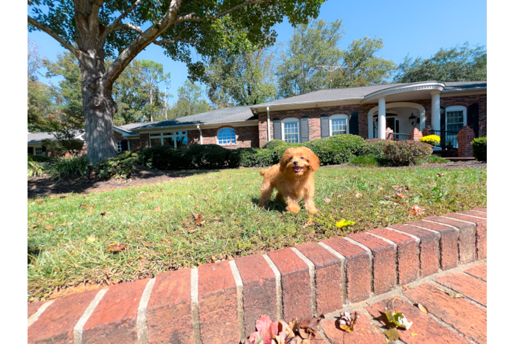 Cute Cavapoo Poodle Mix Pup