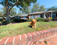 14 week old Cavapoo Puppy For Sale - Simply Southern Pups