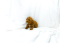 Cavapoo Puppy for Adoption