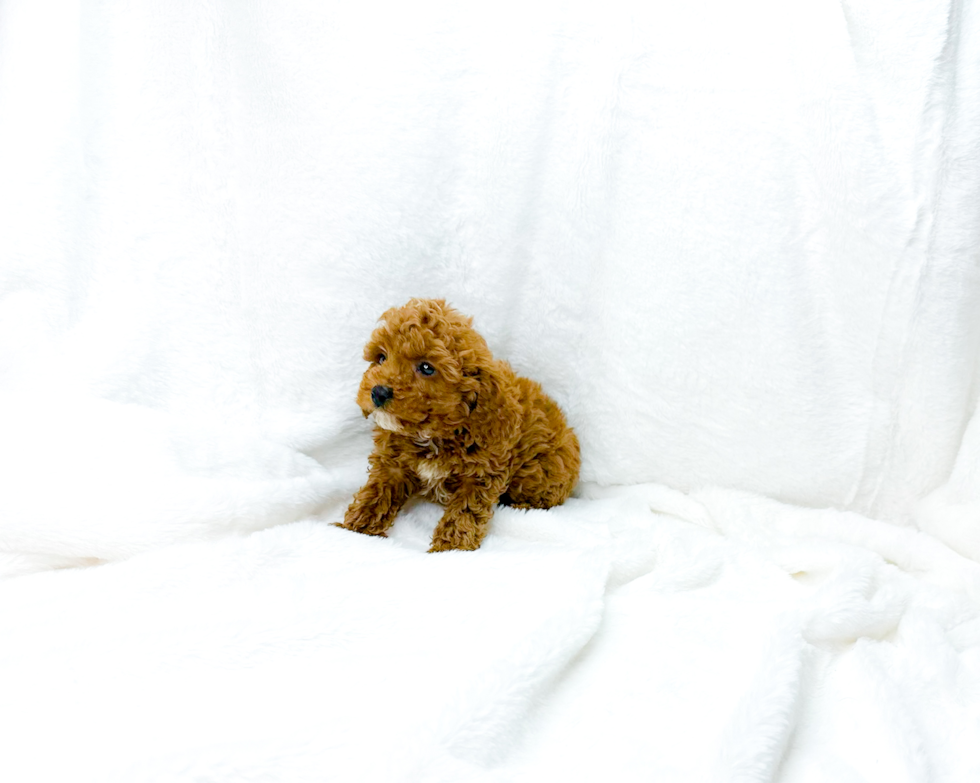 Cavapoo Puppy for Adoption