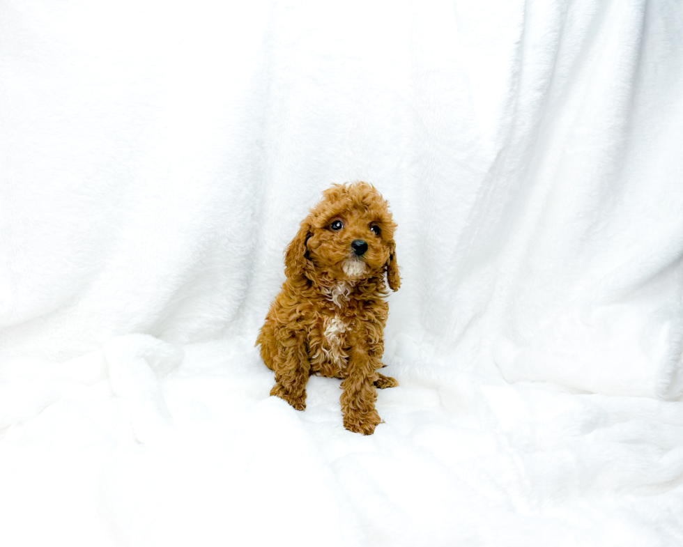 Cute Cavipoo Poodle Mix Puppy