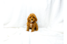 Cute Cavoodle Poodle Mix Puppy