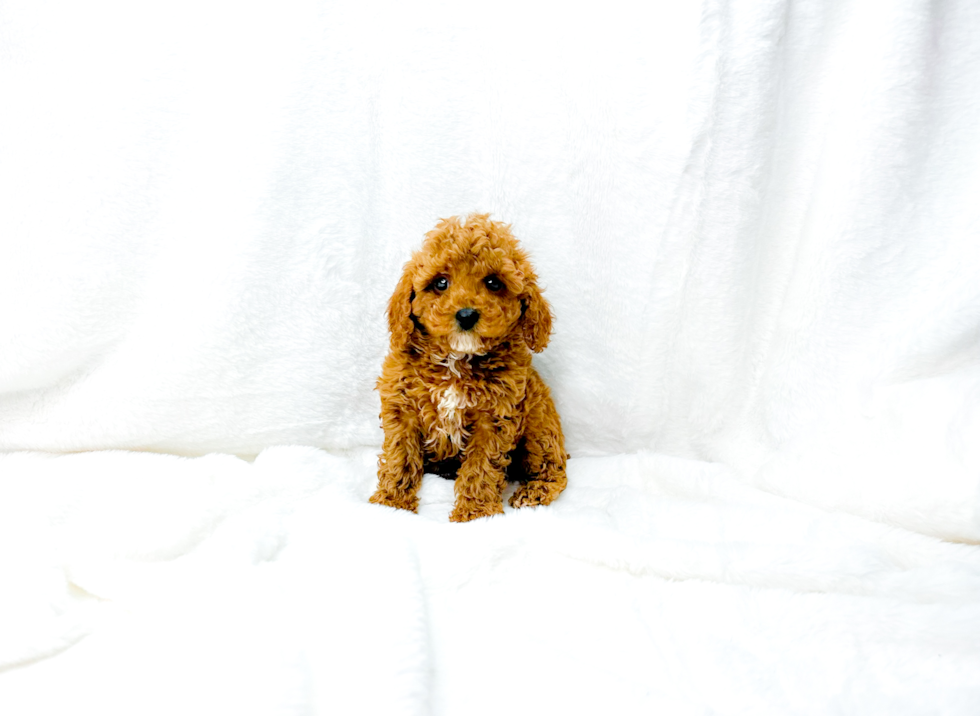 Cute Cavoodle Poodle Mix Puppy