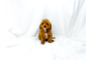 Cute Cavapoo Poodle Mix Pup