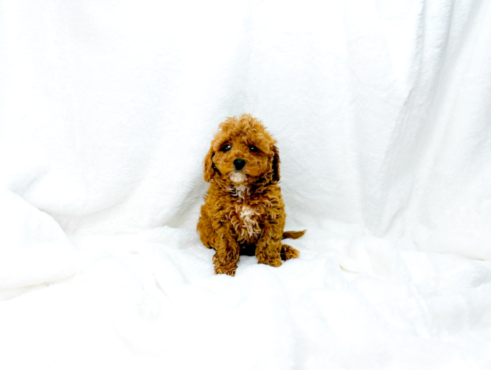 Cute Cavapoo Poodle Mix Pup