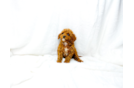 Cute Cavapoo Poodle Mix Pup