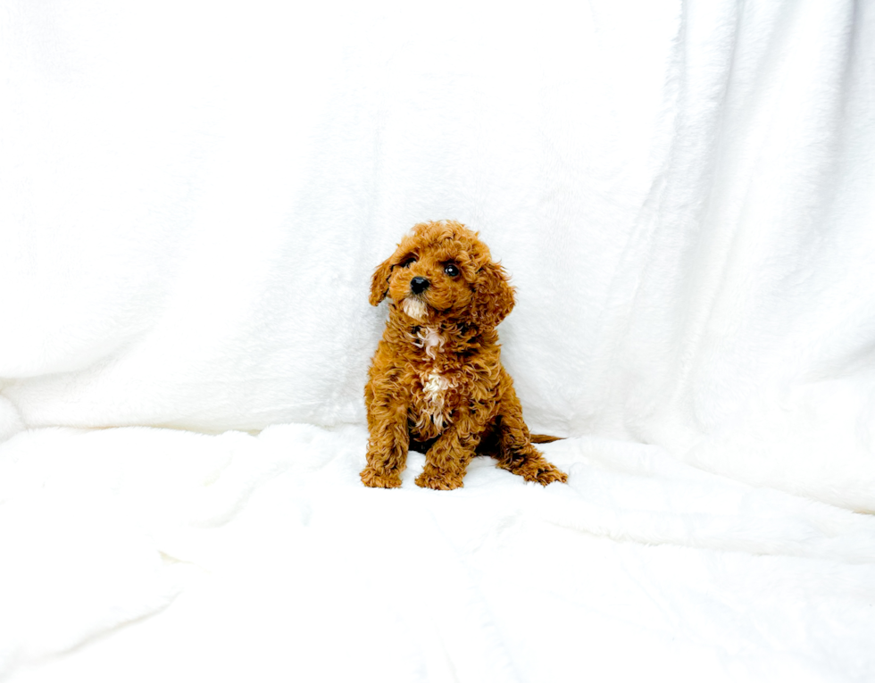 Cute Cavapoo Poodle Mix Pup