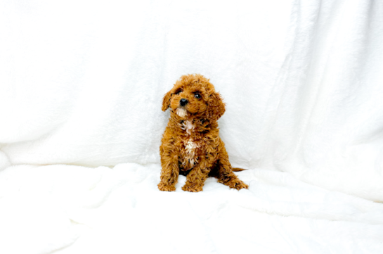 Cute Cavapoo Poodle Mix Pup