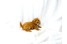 Cute Cavapoo Baby