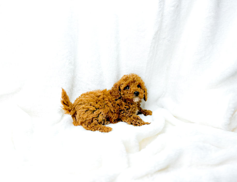 Cute Cavapoo Baby