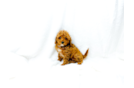 Cavapoo Pup Being Cute