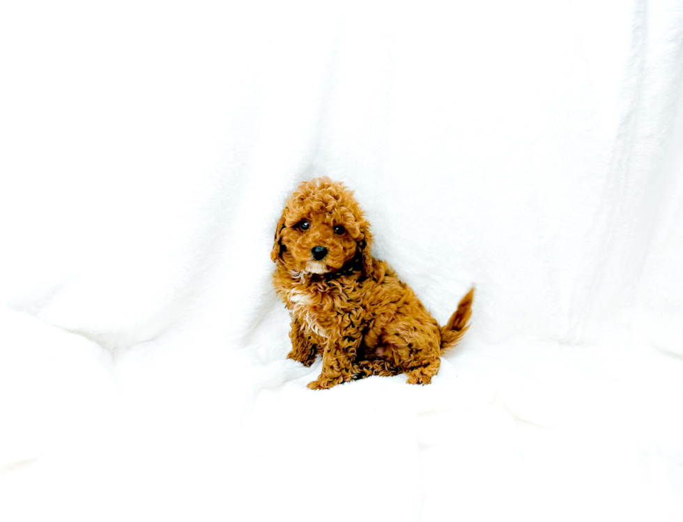 Cavapoo Pup Being Cute