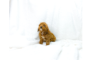 Cavapoo Pup Being Cute