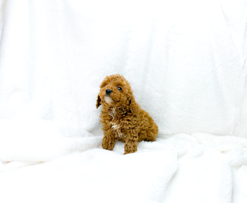 Cavapoo Pup Being Cute