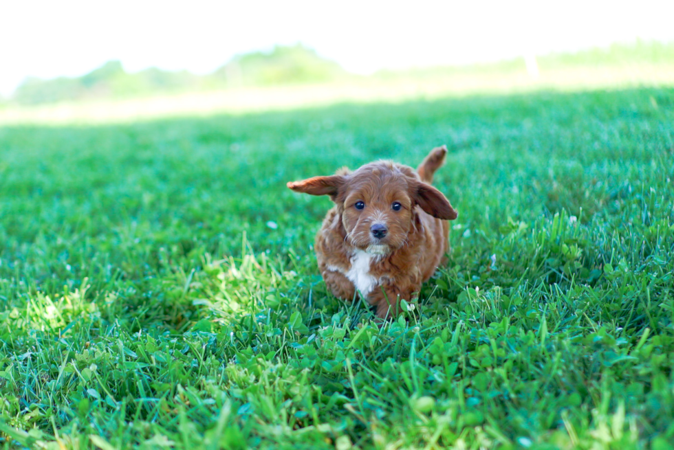 Cavapoo Puppy for Adoption