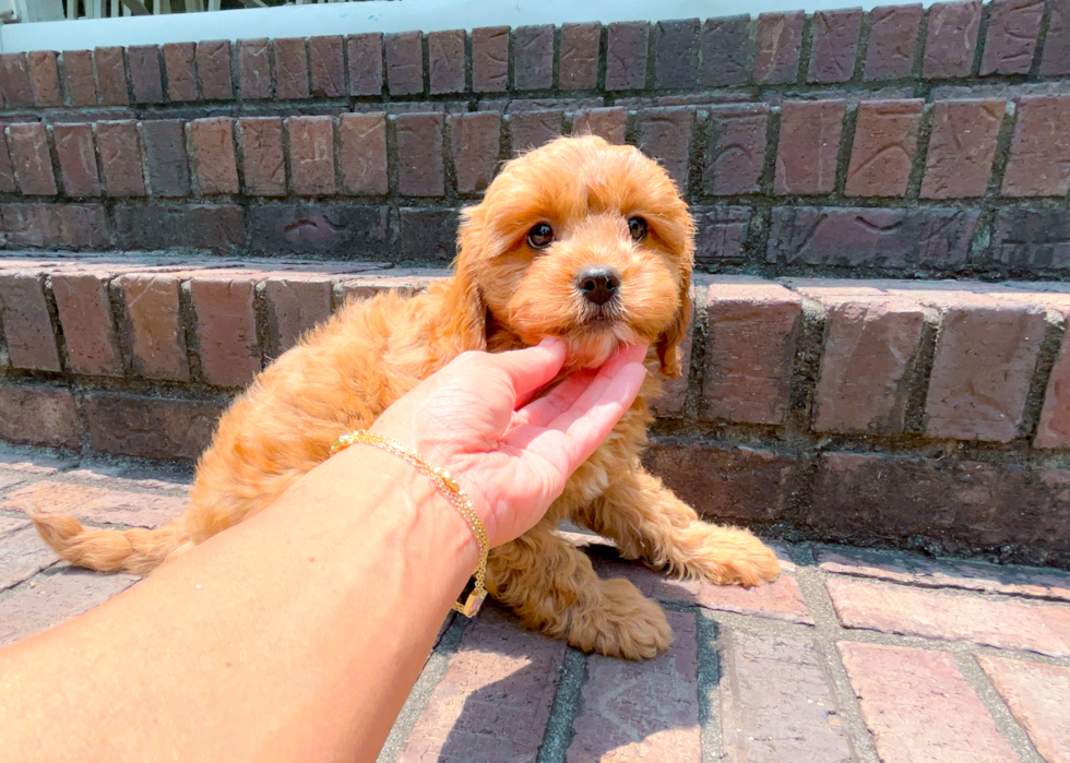 Cute Cavipoo Poodle Mix Puppy