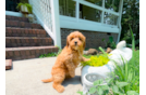 Cute Cavadoodle Poodle Mix Puppy
