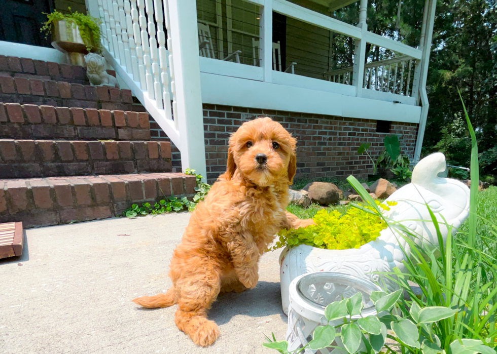 Cute Cavadoodle Poodle Mix Puppy