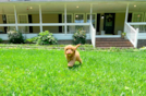 Cavapoo Puppy for Adoption